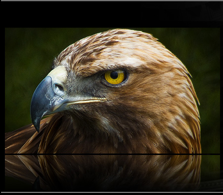 Golden Eagle