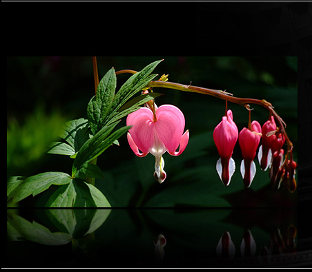 Bleeding Heart